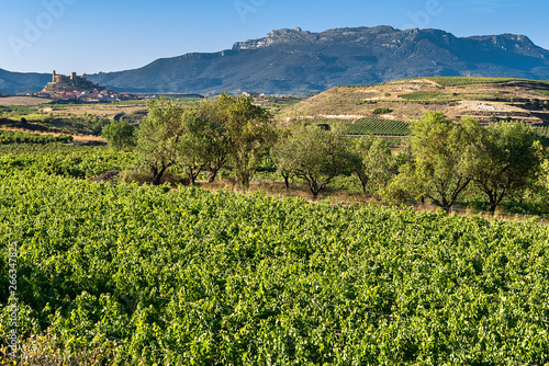 Vineyard  San Vicente de la Sonsierra as background  La Rioja  Spain