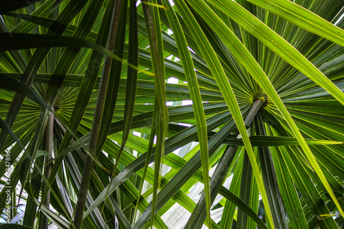 Palm tree fascination 