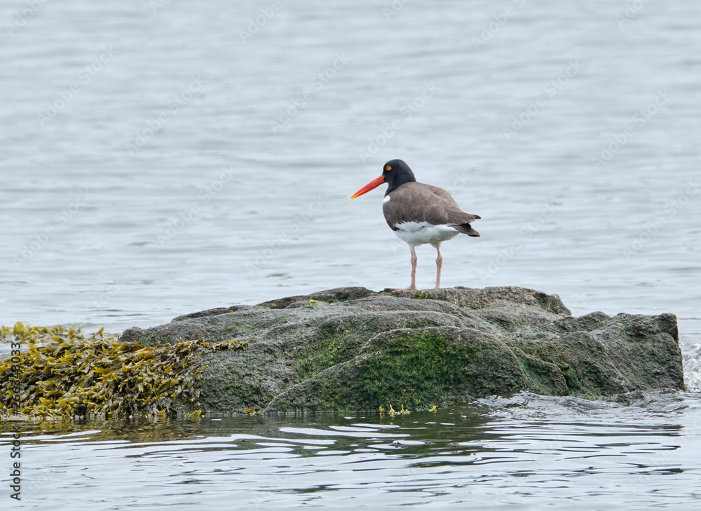 American oystercatcher American oystercatcher
