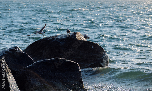 Seagulls sitting on the rocks. Selective focus. Shallow depth of field.