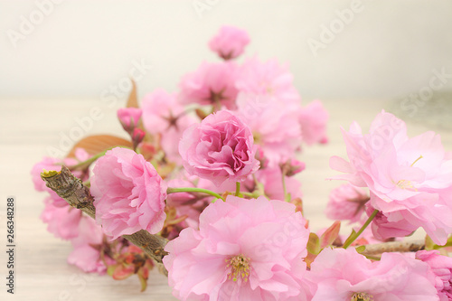 Japanische Kirschblüten mit schwachen Hintergrund © Simion