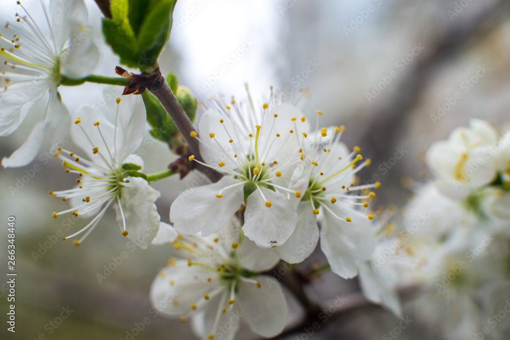 Cherry blossom. white-yellow flowers on a still completely bare tree, green leaves have just started to bloom Cherry blossom. white-yellow flowers on a still completely bare tree, green leaves have just started to bloom