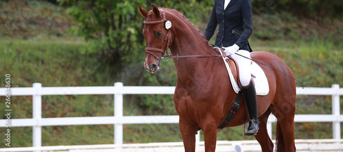Dressage horse with rider in the tournament while standing on point X..