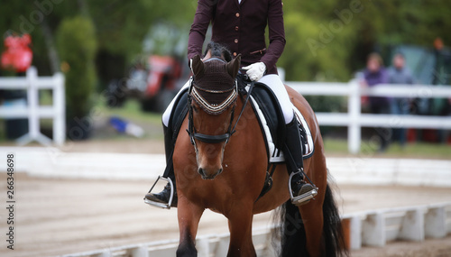 Dressage horse with rider in the tournament photographed from the front, just before entering the dressage area.. © RD-Fotografie