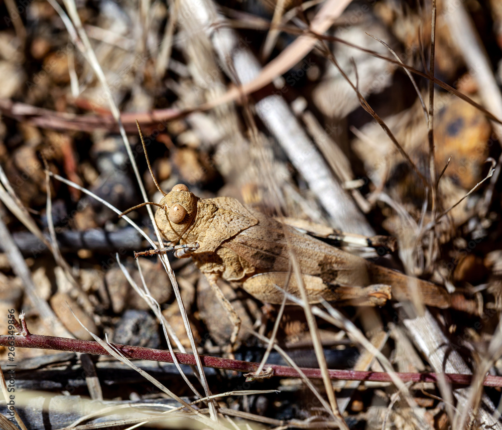 Grasshopper in the dry grass close up Grasshopper in the dry grass close up
