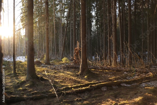 forest in autumn