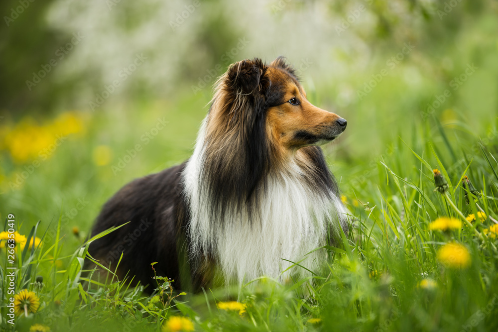 Sheltie dog in a spring flower meadow Sheltie dog in a spring flower meadow