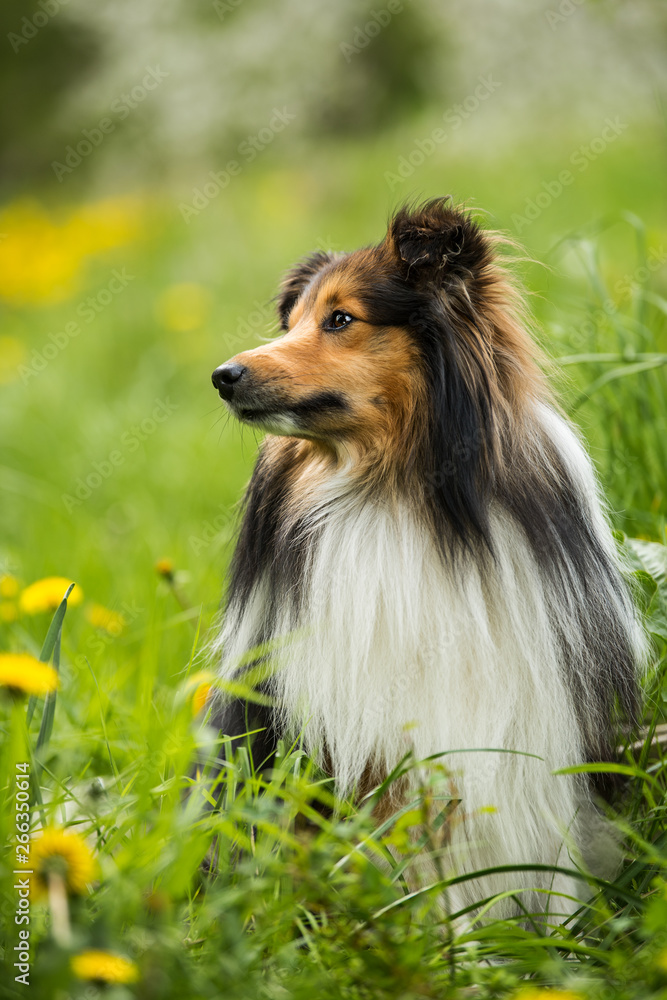 Sheltie dog in a spring flower meadow Sheltie dog in a spring flower meadow