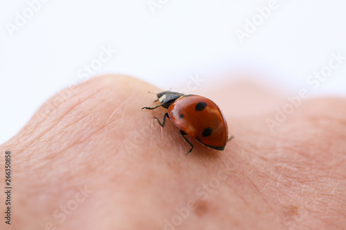 Ladybug insect crawling on person’s hand. Macro close up image.