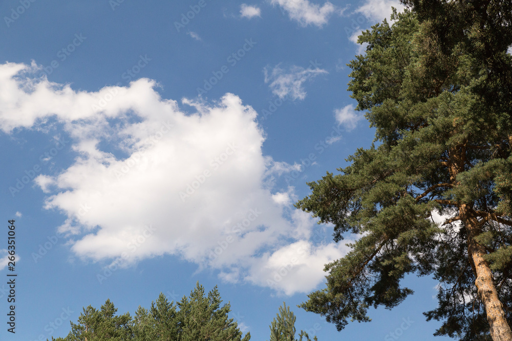 white clouds over the tops of the pines white clouds over the tops of the pines