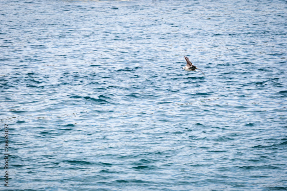 Fototapeta premium seagull flying through the sky
