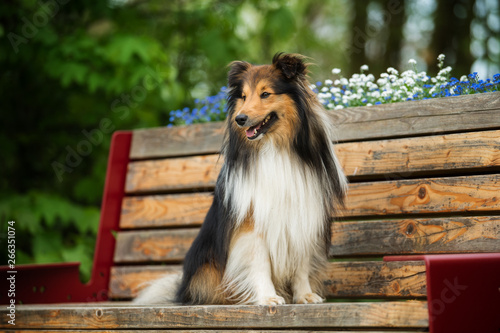 Sheltie dog sitting on a park bench
