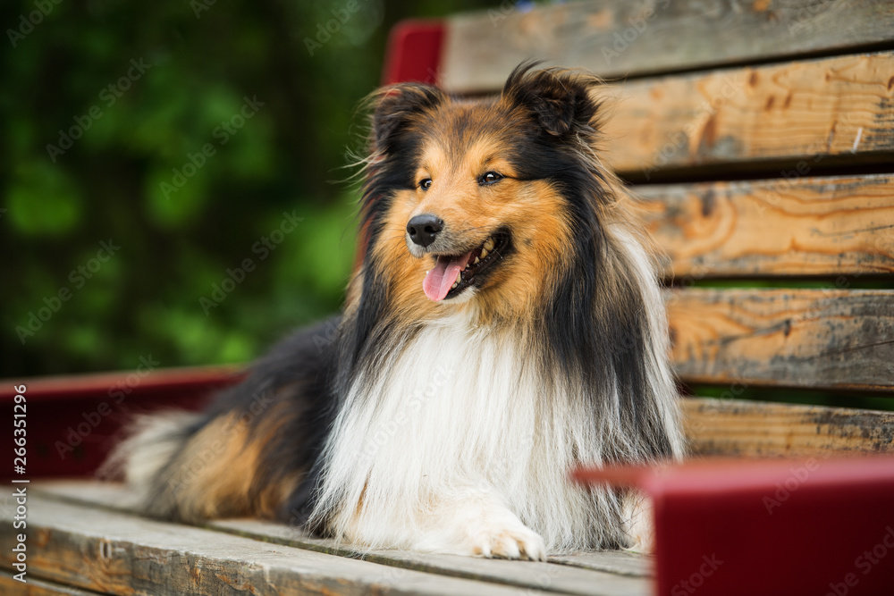 Sheltie dog lying on a park bench