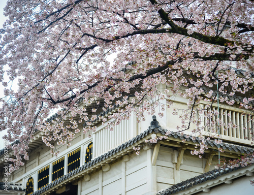 Japanese cherry blossoms at spring time