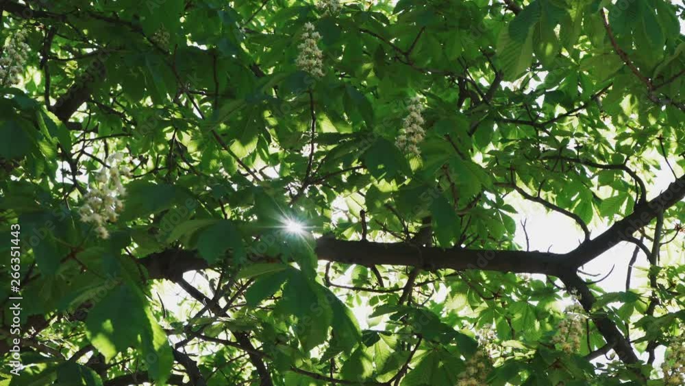 The sun shines beautifully with chestnut trees close-up The sun shines beautifully with chestnut trees close-up