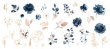 Set watercolor design elements of roses collection garden navy blue flowers, leaves, gold branches, Botanic  illustration isolated on white background.