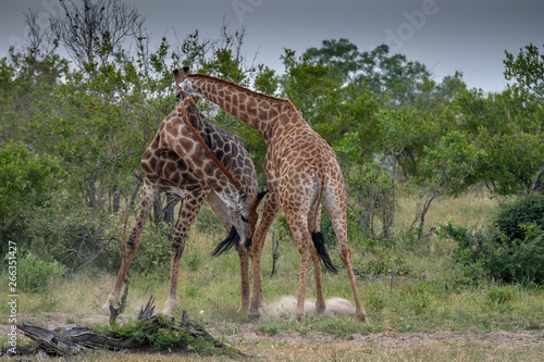 Southern giraffe (Giraffe giraffe) fighting in the Timbavati reserve, South Africa