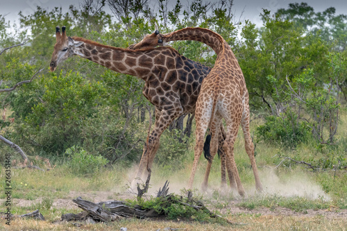 Photography Southern giraffe  (Giraffe giraffe) fighting in the Timbavati reserve, South Afr