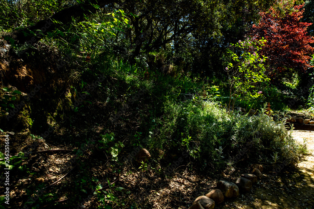 scens in a garden full of vegetation