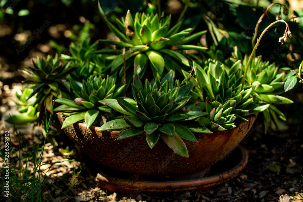 plant leaves in a garden with rocks plant leaves in a garden with rocks