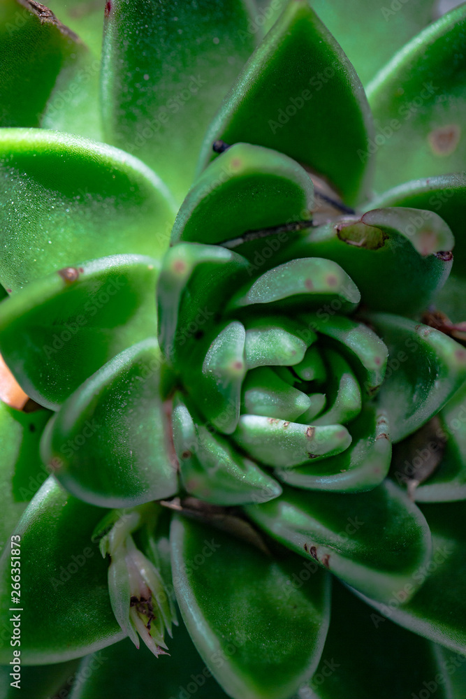 plant leaves in a garden with rocks plant leaves in a garden with rocks