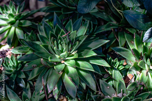 plant leaves in a garden with rocks