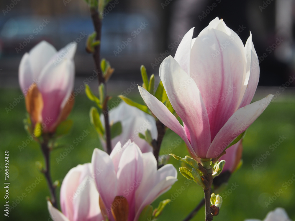 Beautiful Magnolia flowers blossomed in the spring Beautiful Magnolia flowers blossomed in the spring
