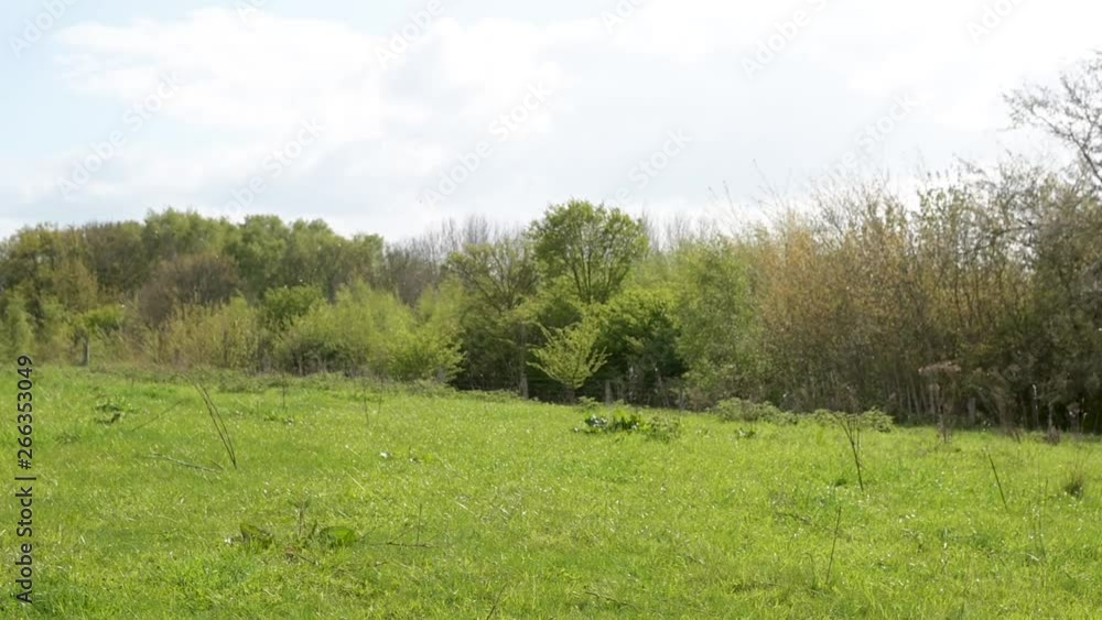Pollenflug, Pollen fliegen auf einer Wiese. Allergie Pollenflug, Pollen fliegen auf einer Wiese. Allergie