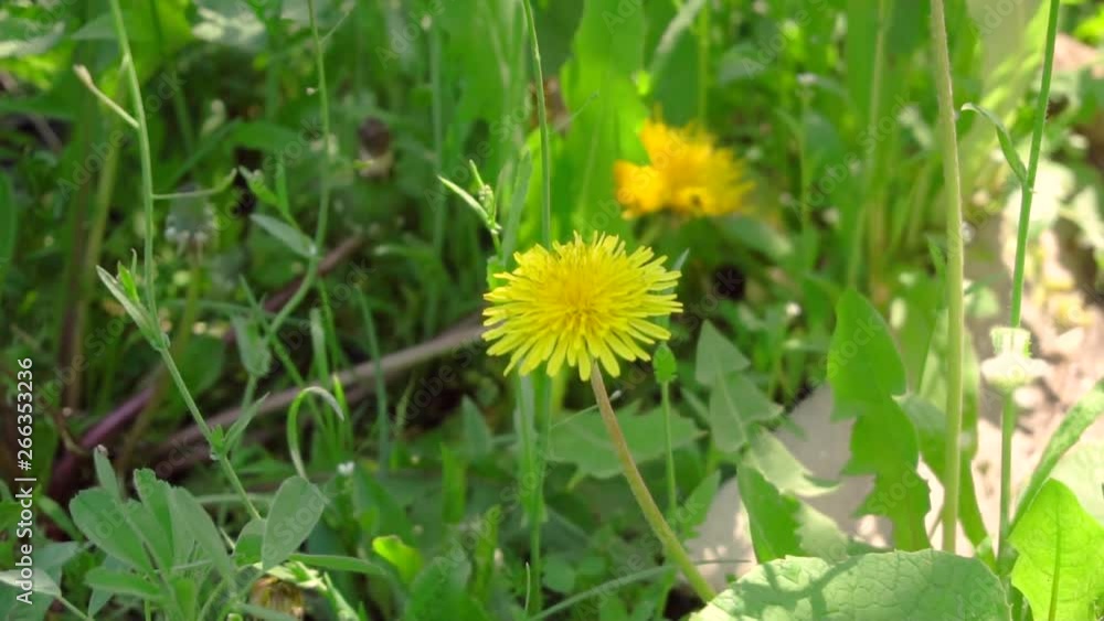 Spring background with kulbabkami, green spring background Spring background with kulbabkami, green spring background