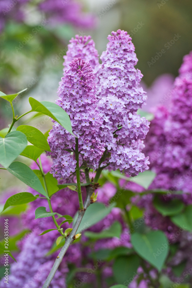 Lilac flowers in the garden in springtime. Gardening. Lilac flowers in the garden in springtime. Gardening.