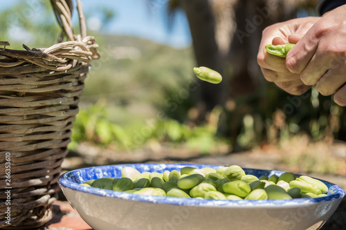 Cuadro en lienzo Hands opening pods of fresh broad beans