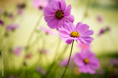 A bunch of beautiful purple cosmos