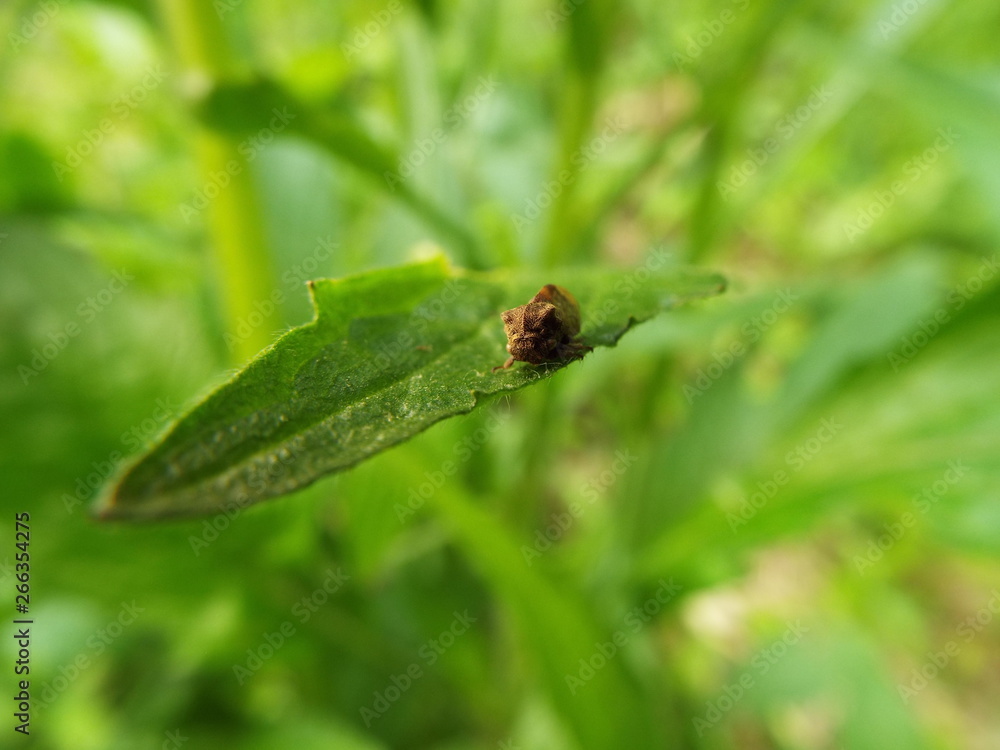トビイロツノゼミ cicada トビイロツノゼミ cicada