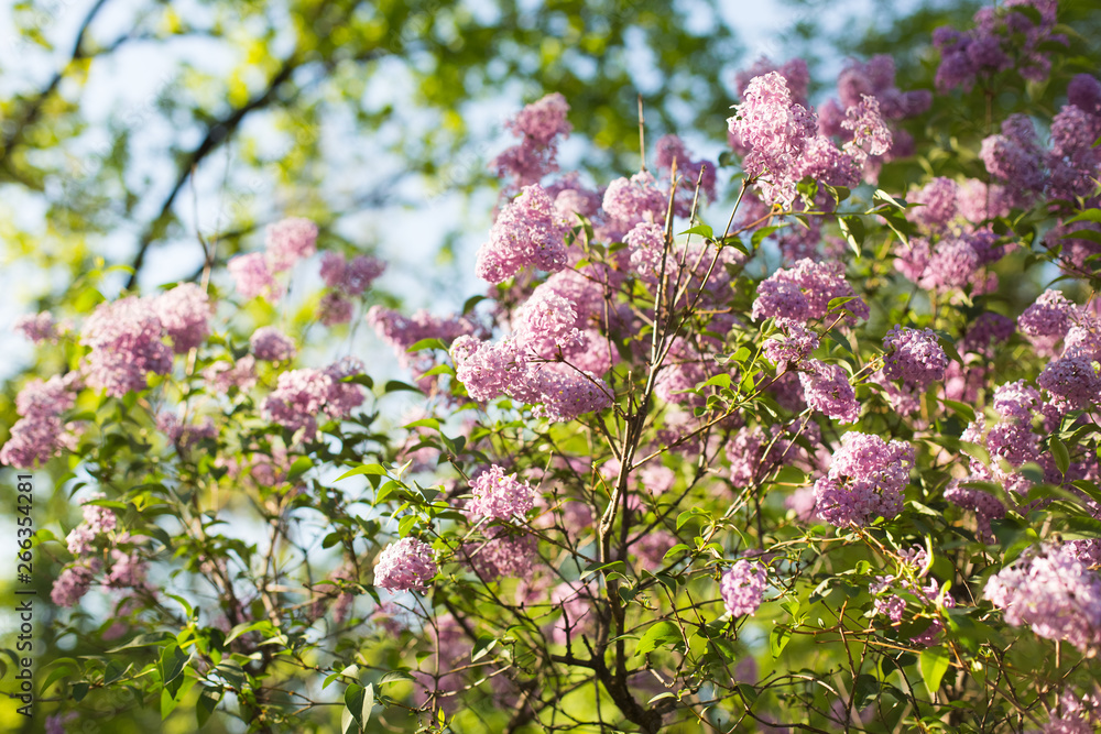 Blooming lilac against the backdrop of the sun in spring