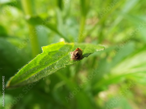 トビイロツノゼミ cicada © present4_u