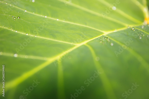 Close up detail of the gree...