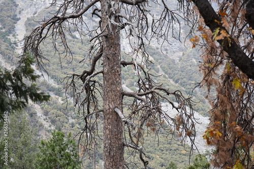 Wallpaper Mural old tree Torontodigital.ca