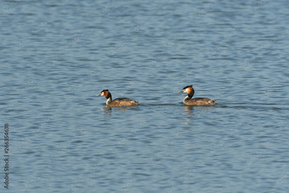 Great Crested Grebe floating on water pond portrait Great Crested Grebe floating on water pond portrait