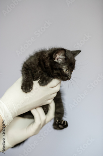Little cat in the hands of a veterinarian. Concept pets  treatment  veterinary clinic.