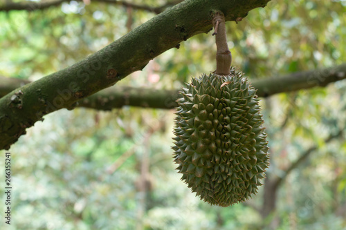 Durian is on the tree in the garden