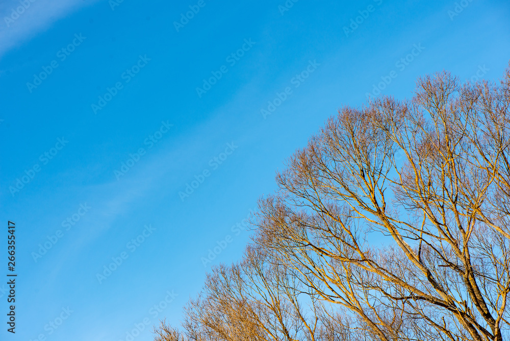 frozen tree branches with frost on blue sky background frozen tree branches with frost on blue sky background