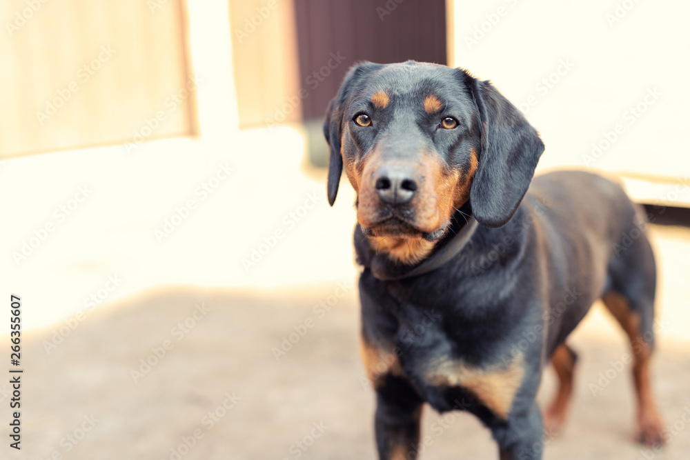 Young german hunting terrier dog on chain at home backyard on bright sunny day. Purebred adorable Jagdterrier puppy Young german hunting terrier dog on chain at home backyard on bright sunny day. Purebred adorable Jagdterrier puppy
