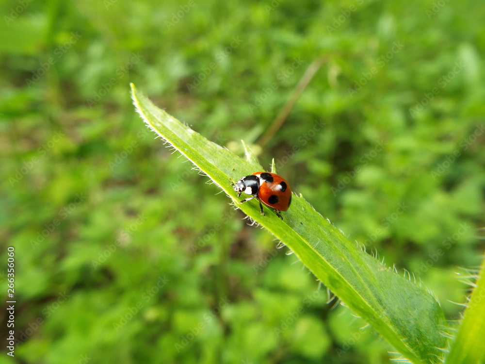 ナナホシテントウ ladybug ナナホシテントウ ladybug