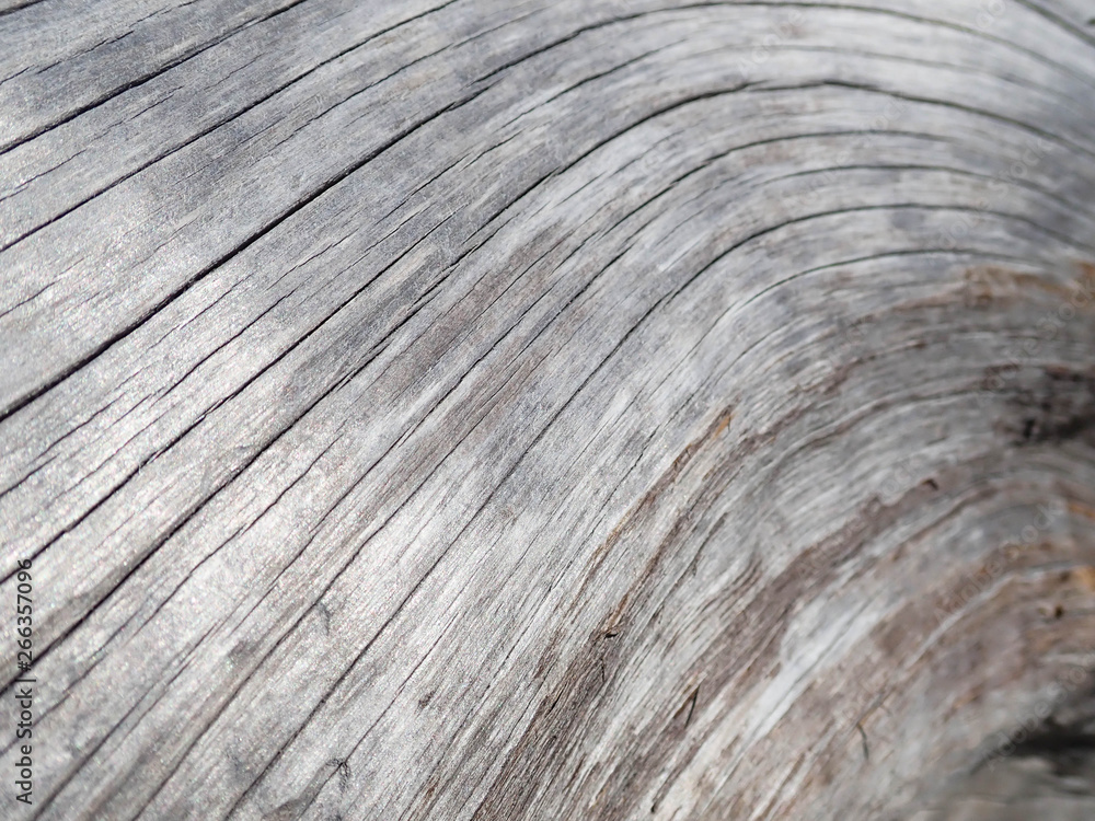 Close up of driftwood for a natural abstraction background Close up of driftwood for a natural abstraction background