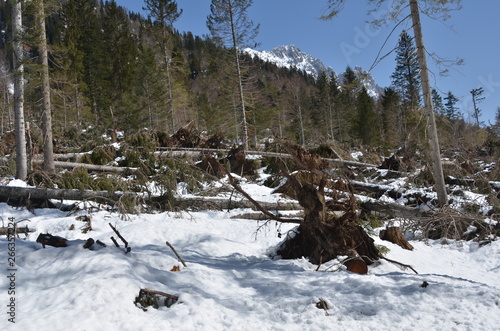 Foresta dopo la tempesta photo