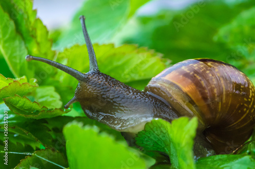 Fotografie The beautiful macro shot of  funny inquisitive snail doing his slow stroll among