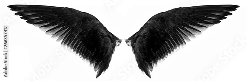 black wings isolated on a white backgruond photo