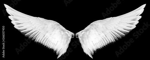 white wings isolated on a black background photo