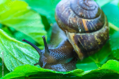 The beautiful macro shot of funny inquisitive snail doing his slow stroll among the vivid and bright green leaves
