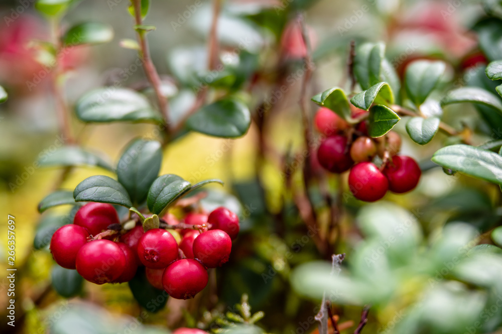 red lingonberry cranberries growing in moss in forest